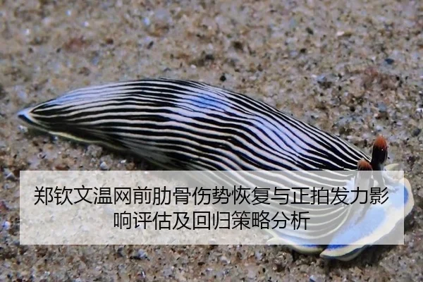 郑钦文温网前肋骨伤势恢复与正拍发力影响评估及回归策略分析